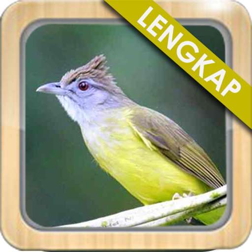 Emulate Android APK Kicau Cucak Jenggot Gacor Emulate Android APK Kicau Cucak Jenggot Gacor