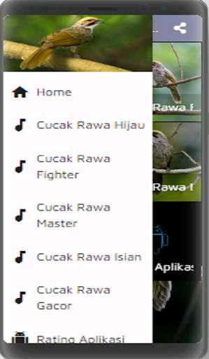 Run android online APK Kicau Cucak Rowo Fighter Gacor from MyAndroid or emulate Kicau Cucak Rowo Fighter Gacor using MyAndroid Run android online APK Kicau Cucak Rowo Fighter Gacor from MyAndroid or emulate Kicau Cucak Rowo Fighter Gacor using MyAndroid