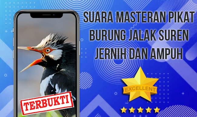 Run android online APK Kicau Jalak Suren Gacor Ampuh from MyAndroid or emulate Kicau Jalak Suren Gacor Ampuh using MyAndroid