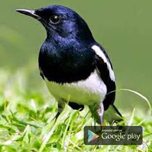 Run android online APK Kicau Kacer Mania from MyAndroid or emulate Kicau Kacer Mania using MyAndroid Run android online APK Kicau Kacer Mania from MyAndroid or emulate Kicau Kacer Mania using MyAndroid