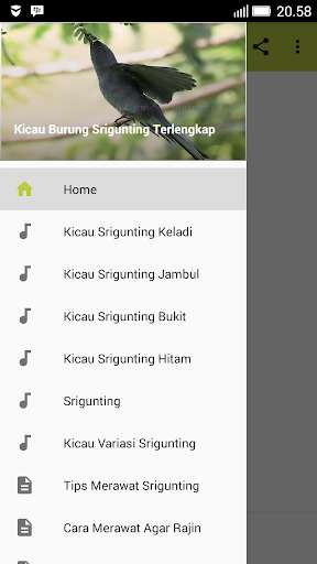 Run android online APK Kicau-Kicau Burung Srigunting Terlengkap from MyAndroid or emulate Kicau-Kicau Burung Srigunting Terlengkap using MyAndroid