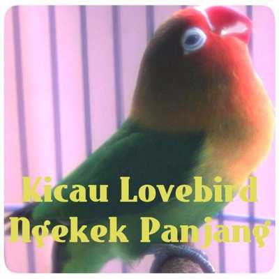 Emulate Android APK Kicau Lovebird Ngekek Panjang Emulate Android APK Kicau Lovebird Ngekek Panjang