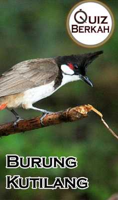 Emulate Android APK Kicau Masteran Kutilang Burung