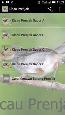 Emulate Android APK Kicau Prenjak Terbaru Emulate Android APK Kicau Prenjak Terbaru