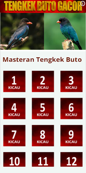 Run android online APK Kicau Tengkek Buto from MyAndroid or emulate Kicau Tengkek Buto using MyAndroid Run android online APK Kicau Tengkek Buto from MyAndroid or emulate Kicau Tengkek Buto using MyAndroid