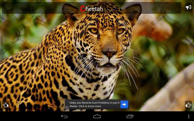 Emulate Android APK Kidzee Animals Emulate Android APK Kidzee Animals