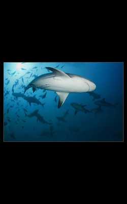 Emulate Android APK Killer Shark Live Wallpaper