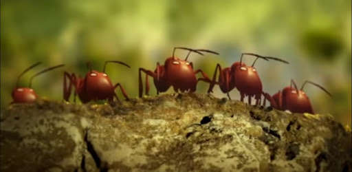 Run android online APK King Ant and friends : funny Ant Cartoon Movie HD from MyAndroid or emulate King Ant and friends : funny Ant Cartoon Movie HD using MyAndroid