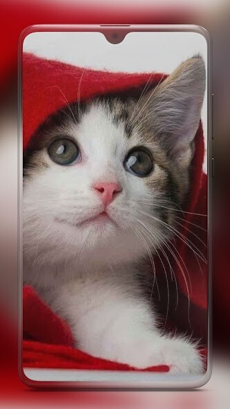 Run android online APK Kitten Cute Cat Wallpaper HD from MyAndroid or emulate Kitten Cute Cat Wallpaper HD using MyAndroid Run android online APK Kitten Cute Cat Wallpaper HD from MyAndroid or emulate Kitten Cute Cat Wallpaper HD using MyAndroid