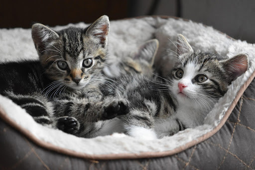Run android online APK Kittens - Jigsaw Puzzles from MyAndroid or emulate Kittens - Jigsaw Puzzles using MyAndroid Run android online APK Kittens - Jigsaw Puzzles from MyAndroid or emulate Kittens - Jigsaw Puzzles using MyAndroid