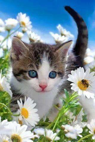 Run android online APK Kittens K from MyAndroid or emulate Kittens K using MyAndroid