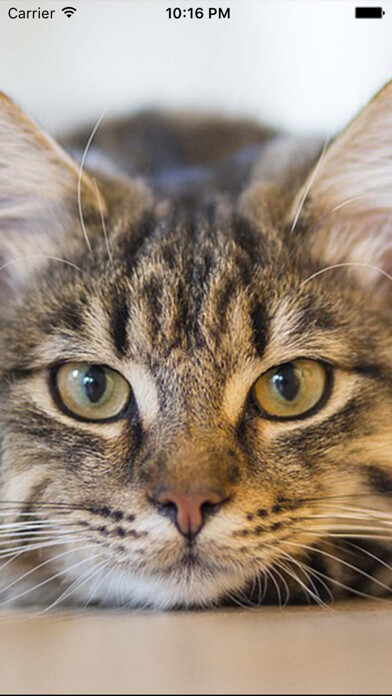 Emulate iPhone app Kitten Sounds  Cat Meow Sound using MyAndroid