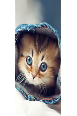 Run android online APK Kitty from MyAndroid or emulate Kitty using MyAndroid