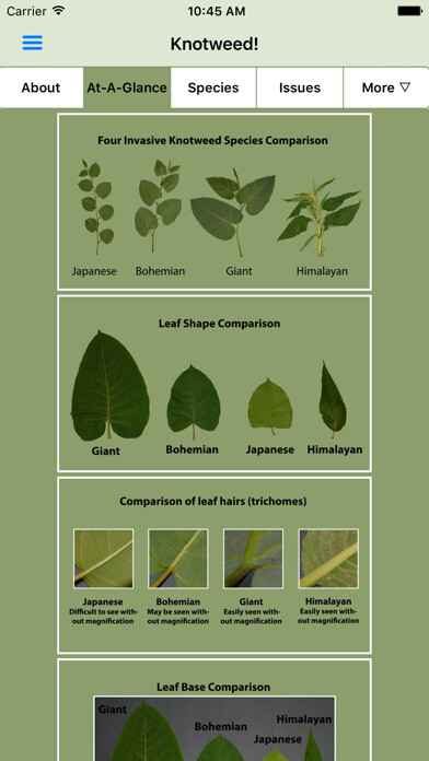 Emulate iPhone app Knotweed! using MyAndroid