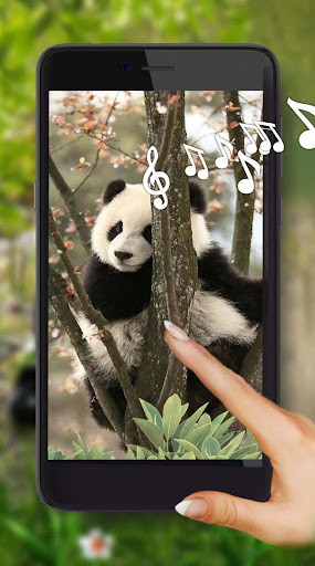 Run android online APK Koala and Panda Bears Live Wallpaper from MyAndroid or emulate Koala and Panda Bears Live Wallpaper using MyAndroid