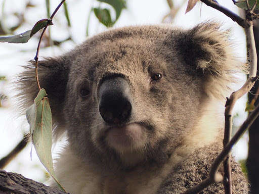 Emulate Android APK Koala bear wallpapers Emulate Android APK Koala bear wallpapers