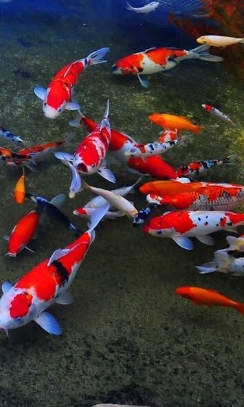 Run android online APK Koi Fish HD Wallpapers from MyAndroid or emulate Koi Fish HD Wallpapers using MyAndroid