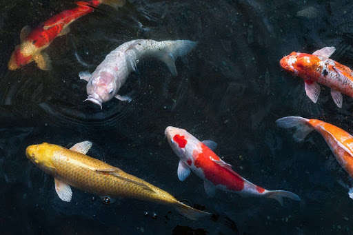 Run android online APK Koi Fish from MyAndroid or emulate Koi Fish using MyAndroid Run android online APK Koi Fish from MyAndroid or emulate Koi Fish using MyAndroid
