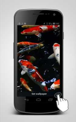 Emulate Android APK Koi Fish Video Lwp Wallpaper Emulate Android APK Koi Fish Video Lwp Wallpaper