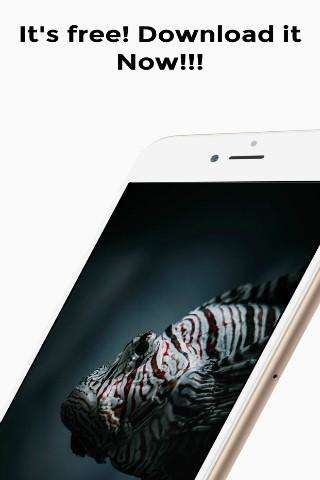 Run android online APK KOI HD Wallpaper from MyAndroid or emulate KOI HD Wallpaper using MyAndroid Run android online APK KOI HD Wallpaper from MyAndroid or emulate KOI HD Wallpaper using MyAndroid