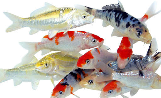 Run android online APK koi live from MyAndroid or emulate koi live using MyAndroid