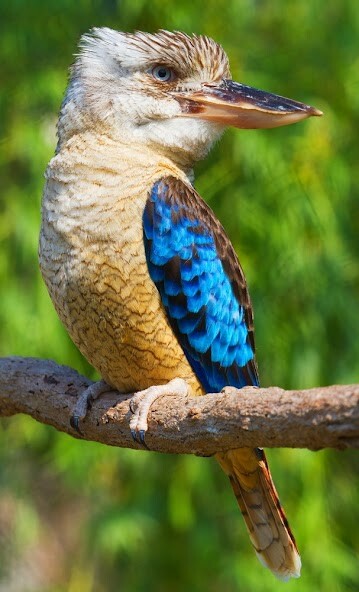 Run android online APK Kookaburra Sounds from MyAndroid or emulate Kookaburra Sounds using MyAndroid
