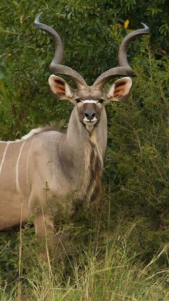 Run android online APK Kudu Wallpaper from MyAndroid or emulate Kudu Wallpaper using MyAndroid Run android online APK Kudu Wallpaper from MyAndroid or emulate Kudu Wallpaper using MyAndroid