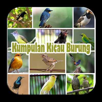 Emulate Android APK Kumpulan Kicau Burung Lomba Emulate Android APK Kumpulan Kicau Burung Lomba
