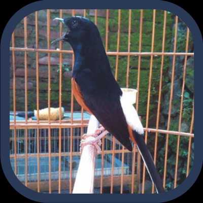 Emulate Android APK Kumpulan Kicau Murai Batu Offline Mp3 Emulate Android APK Kumpulan Kicau Murai Batu Offline Mp3