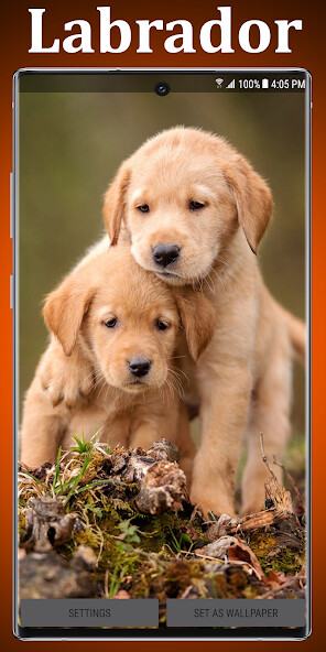 Emulate Android APK Labrador Live Wallpaper Emulate Android APK Labrador Live Wallpaper