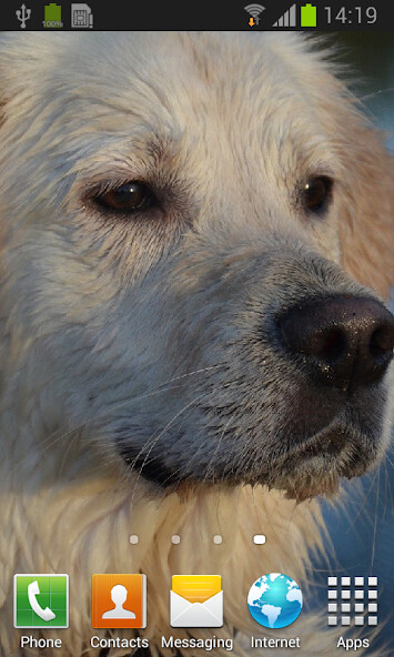 Run android online APK Labrador retrievers live wallpaper from MyAndroid or emulate Labrador retrievers live wallpaper using MyAndroid Run android online APK Labrador retrievers live wallpaper from MyAndroid or emulate Labrador retrievers live wallpaper using MyAndroid
