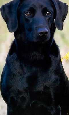 Emulate Android APK Labrador Retrievers Wallpapers Emulate Android APK Labrador Retrievers Wallpapers