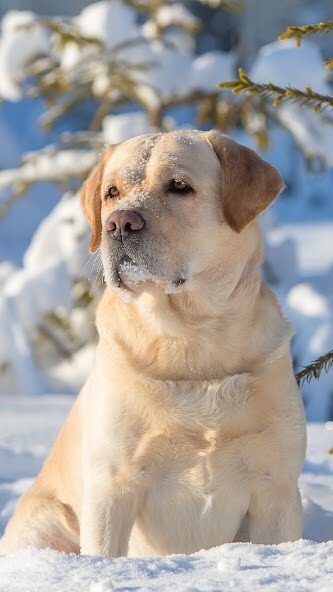 Run android online APK Labrador Retriever Wallpapers from MyAndroid or emulate Labrador Retriever Wallpapers using MyAndroid