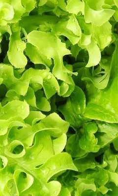 Emulate Android APK Lactuca Sativa Wallpaper