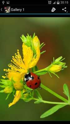 Emulate Android APK Ladybug Ideas Emulate Android APK Ladybug Ideas