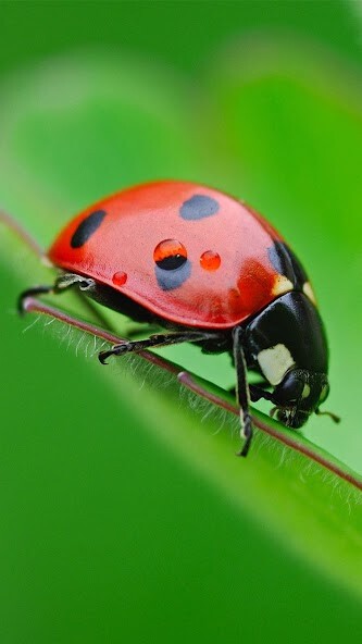 Emulate Android APK Ladybug Live Wallpaper Emulate Android APK Ladybug Live Wallpaper