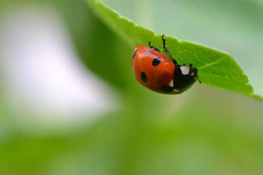 Emulate Android APK Ladybug Photo Frames Emulate Android APK Ladybug Photo Frames