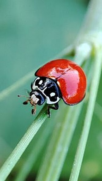 Run android online APK Ladybug Wallpaper from MyAndroid or emulate Ladybug Wallpaper using MyAndroid