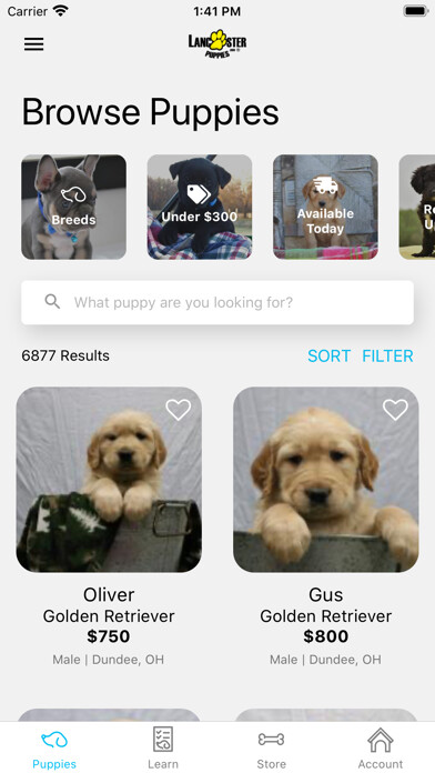Emulate iPhone app Lancaster Puppies using MyAndroid Emulate iPhone app Lancaster Puppies using MyAndroid