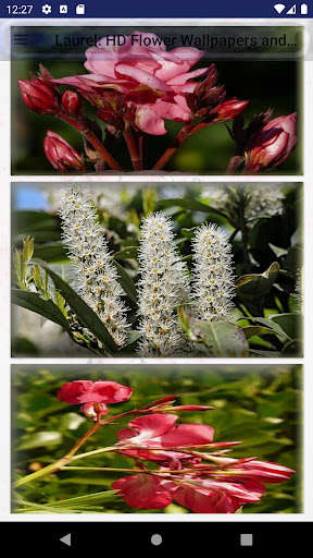 Run android online APK Laurel: HD Flower Wallpapers and Backgrounds from MyAndroid or emulate Laurel: HD Flower Wallpapers and Backgrounds using MyAndroid