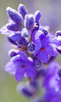 Emulate Android APK Lavender Jigsaw Puzzles Emulate Android APK Lavender Jigsaw Puzzles
