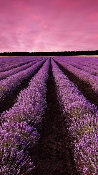 Run android online APK Lavender Live Wallpaper from MyAndroid or emulate Lavender Live Wallpaper using MyAndroid Run android online APK Lavender Live Wallpaper from MyAndroid or emulate Lavender Live Wallpaper using MyAndroid