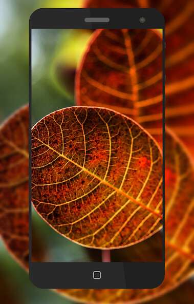 Run android online APK Leafe Wallpaper from MyAndroid or emulate Leafe Wallpaper using MyAndroid