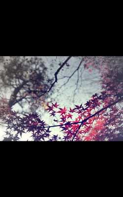 Emulate Android APK Leaf Fall live wallpaper Emulate Android APK Leaf Fall live wallpaper