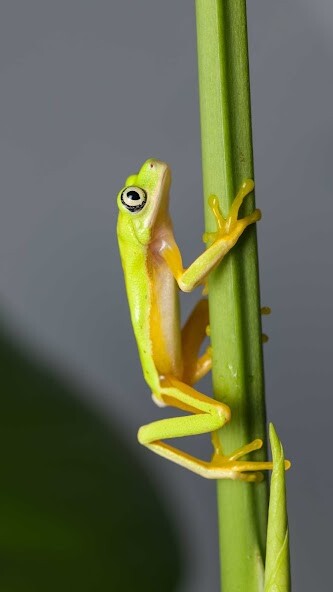 Run android online APK Leaf Frog Wallpaper from MyAndroid or emulate Leaf Frog Wallpaper using MyAndroid Run android online APK Leaf Frog Wallpaper from MyAndroid or emulate Leaf Frog Wallpaper using MyAndroid