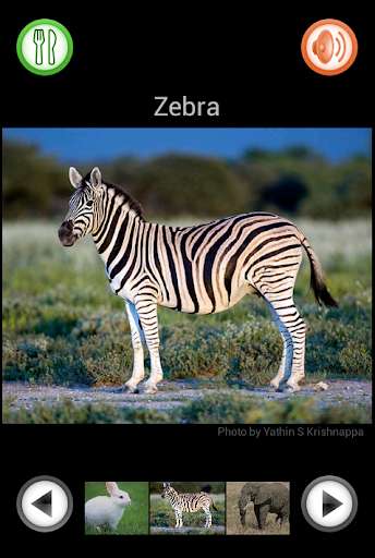 Run android online APK Learning Animals from MyAndroid or emulate Learning Animals using MyAndroid Run android online APK Learning Animals from MyAndroid or emulate Learning Animals using MyAndroid