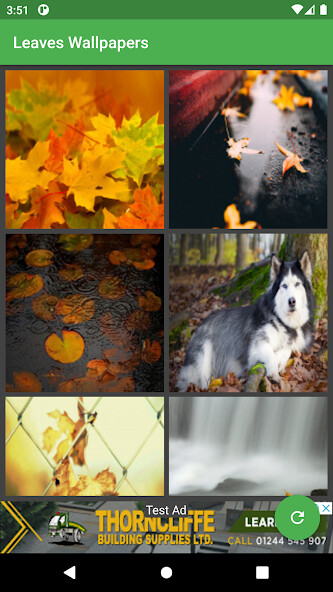 Run android online APK Leaves Wallpapers from MyAndroid or emulate Leaves Wallpapers using MyAndroid Run android online APK Leaves Wallpapers from MyAndroid or emulate Leaves Wallpapers using MyAndroid