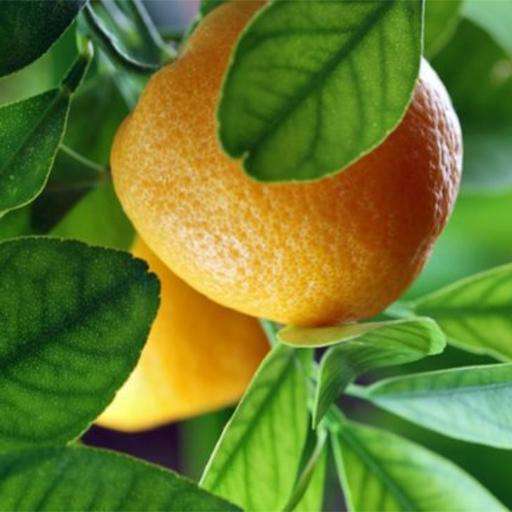 Run android online APK Lemon Benefits from MyAndroid or emulate Lemon Benefits using MyAndroid