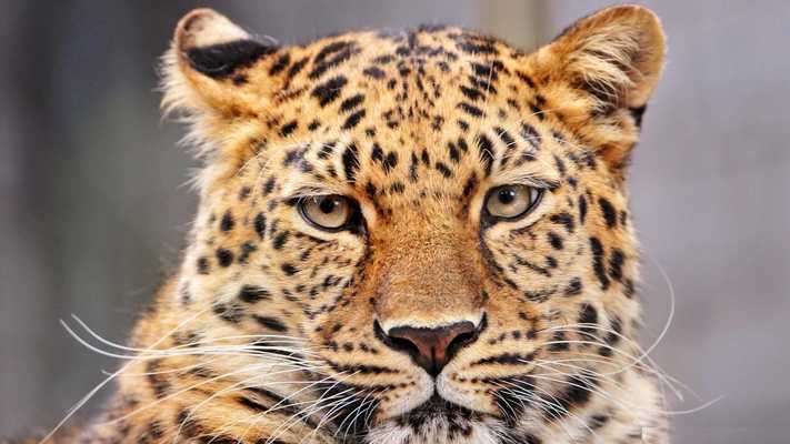 Emulate Android APK Leopard face. Live wallpapers Emulate Android APK Leopard face. Live wallpapers