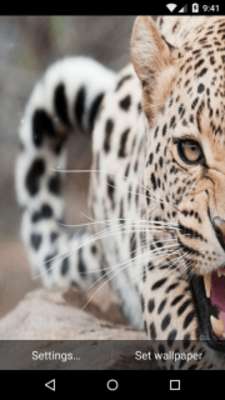 Emulate Android APK Leopard Live Wallpaper HD Emulate Android APK Leopard Live Wallpaper HD